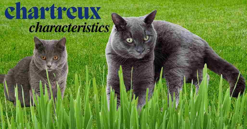 chartreux characteristics