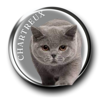 Chartreux