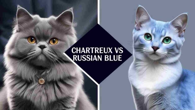 chartreux vs russian blue
