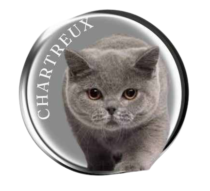 Chartreux Cat